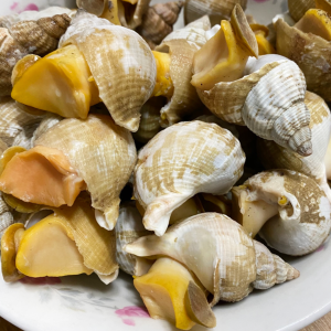 Ốc Bulot Đài Loan