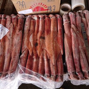 Mực ống Loligo phên dày