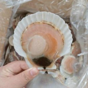 Sồi điệp đông lạnh nguyên con