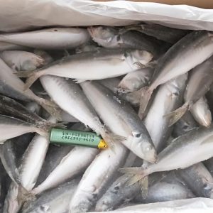 Cá nục gai nguyên con nhập khẩu