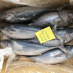 Cá ngừ hoa nguyên con